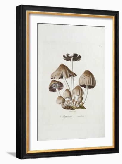 Fungi. Agaricus Ovalus, from 'Flora Londinesis'-William Curtis-Framed Giclee Print