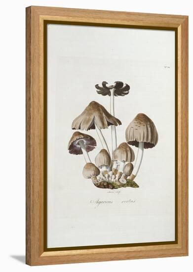 Fungi. Agaricus Ovalus, from 'Flora Londinesis'-William Curtis-Framed Premier Image Canvas