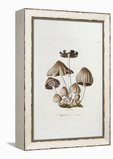 Fungi. Agaricus Ovalus, from 'Flora Londinesis'-William Curtis-Framed Premier Image Canvas