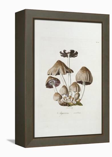 Fungi. Agaricus Ovalus, from 'Flora Londinesis'-William Curtis-Framed Premier Image Canvas