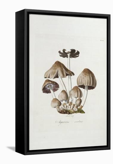 Fungi. Agaricus Ovalus, from 'Flora Londinesis'-William Curtis-Framed Premier Image Canvas