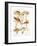 Fungi, C.1860-66-Jean-Baptiste Barla-Framed Giclee Print