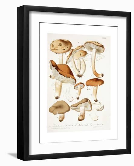 Fungi, C.1860-66-Jean-Baptiste Barla-Framed Giclee Print