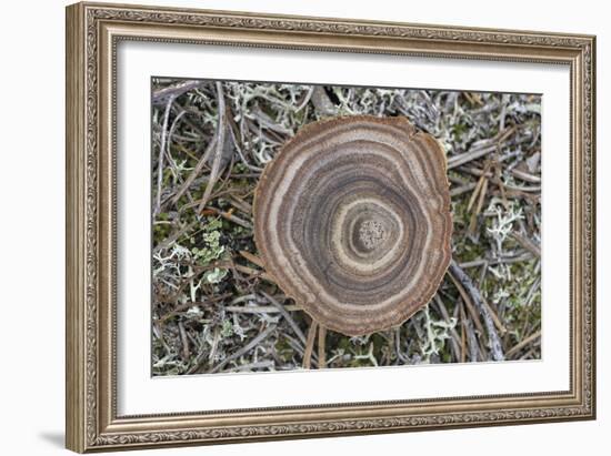 Fungi Focus - Collect-Staffan Widstrand-Framed Giclee Print