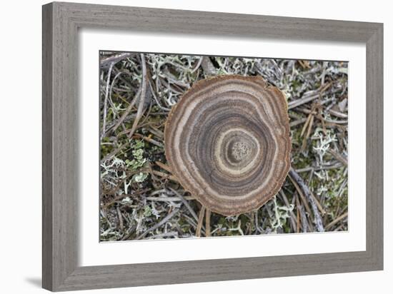 Fungi Focus - Collect-Staffan Widstrand-Framed Giclee Print