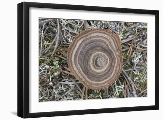 Fungi Focus - Collect-Staffan Widstrand-Framed Giclee Print