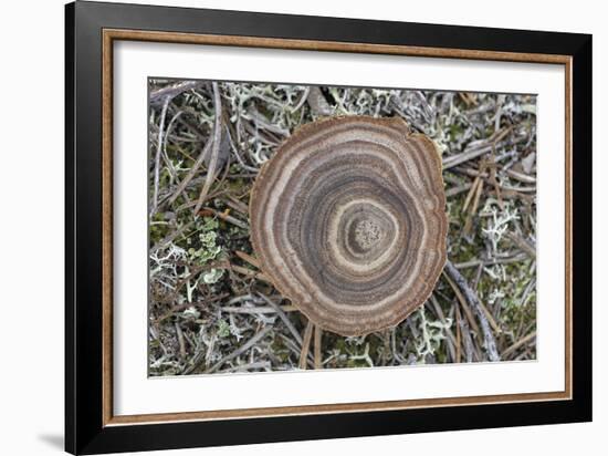 Fungi Focus - Collect-Staffan Widstrand-Framed Giclee Print