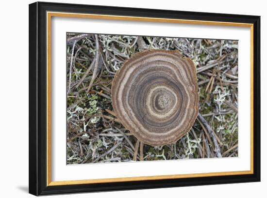 Fungi Focus - Collect-Staffan Widstrand-Framed Giclee Print