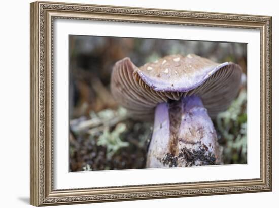 Fungi Focus - Crop-Staffan Widstrand-Framed Giclee Print