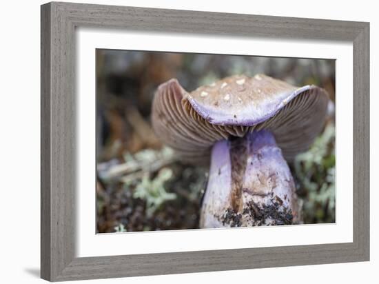 Fungi Focus - Crop-Staffan Widstrand-Framed Giclee Print