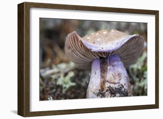 Fungi Focus - Crop-Staffan Widstrand-Framed Giclee Print