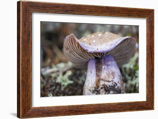 Fungi Focus - Crop-Staffan Widstrand-Framed Giclee Print