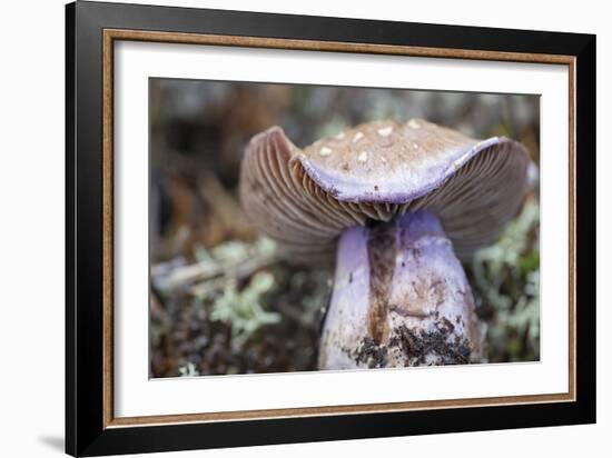 Fungi Focus - Crop-Staffan Widstrand-Framed Giclee Print