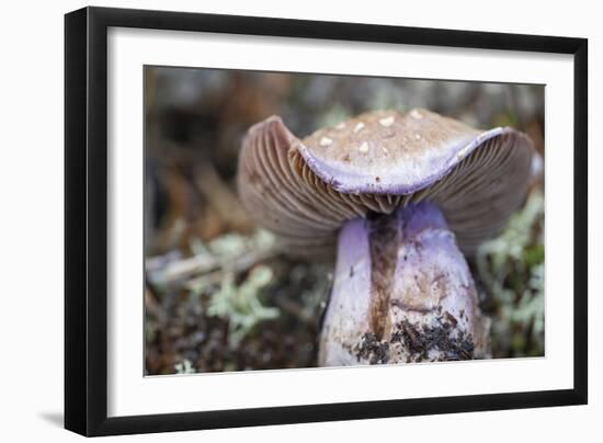 Fungi Focus - Crop-Staffan Widstrand-Framed Giclee Print