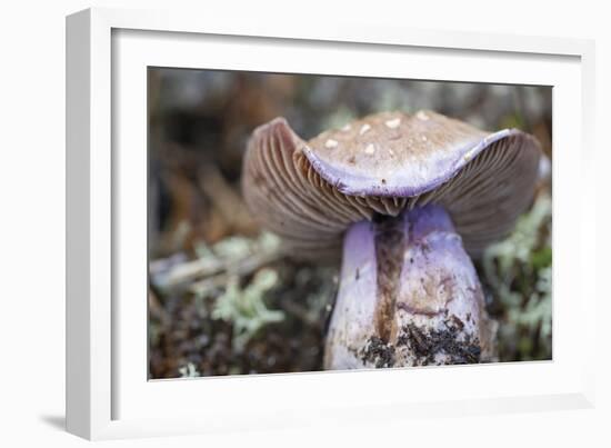 Fungi Focus - Crop-Staffan Widstrand-Framed Giclee Print