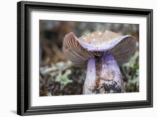 Fungi Focus - Crop-Staffan Widstrand-Framed Giclee Print