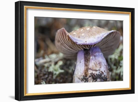 Fungi Focus - Crop-Staffan Widstrand-Framed Giclee Print