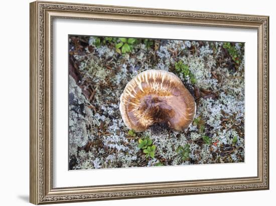 Fungi Focus - Extract-Staffan Widstrand-Framed Giclee Print