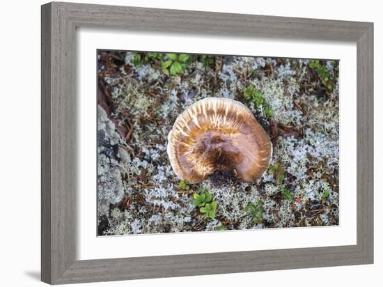 Fungi Focus - Extract-Staffan Widstrand-Framed Giclee Print