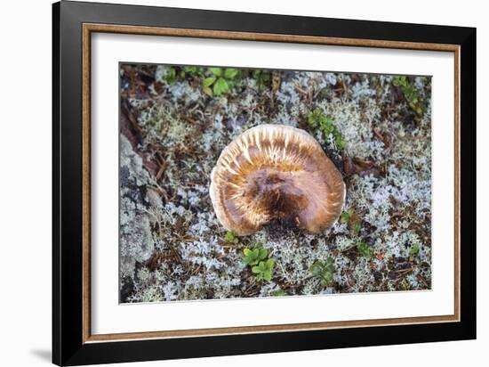 Fungi Focus - Extract-Staffan Widstrand-Framed Giclee Print