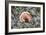 Fungi Focus - Extract-Staffan Widstrand-Framed Giclee Print