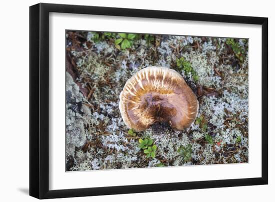 Fungi Focus - Extract-Staffan Widstrand-Framed Giclee Print