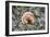 Fungi Focus - Extract-Staffan Widstrand-Framed Giclee Print