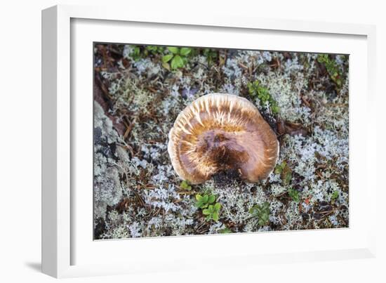 Fungi Focus - Extract-Staffan Widstrand-Framed Giclee Print