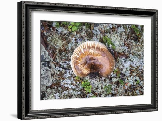 Fungi Focus - Extract-Staffan Widstrand-Framed Giclee Print