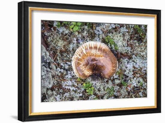 Fungi Focus - Extract-Staffan Widstrand-Framed Giclee Print