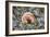 Fungi Focus - Extract-Staffan Widstrand-Framed Giclee Print