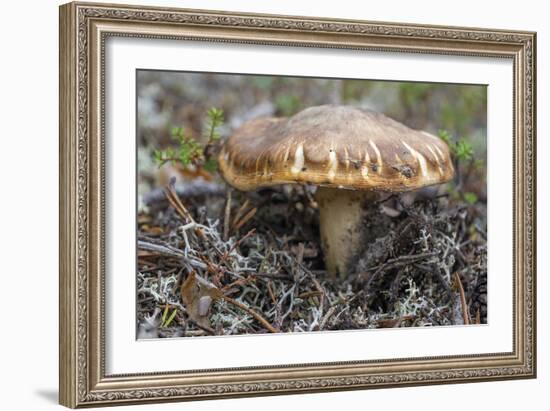 Fungi Focus - Gather-Staffan Widstrand-Framed Giclee Print