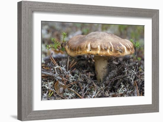 Fungi Focus - Gather-Staffan Widstrand-Framed Giclee Print