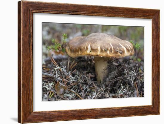 Fungi Focus - Gather-Staffan Widstrand-Framed Giclee Print