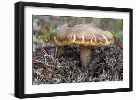 Fungi Focus - Gather-Staffan Widstrand-Framed Giclee Print