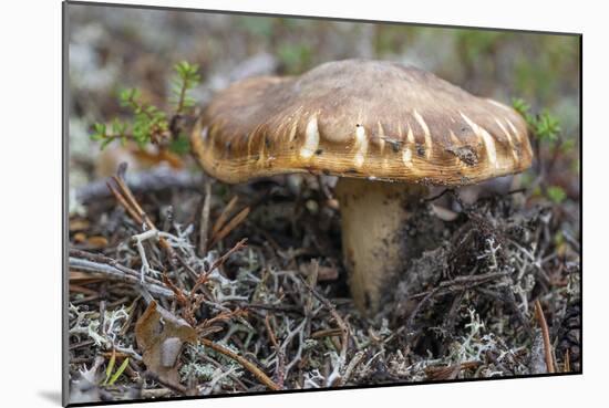 Fungi Focus - Gather-Staffan Widstrand-Mounted Giclee Print