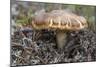 Fungi Focus - Gather-Staffan Widstrand-Mounted Giclee Print