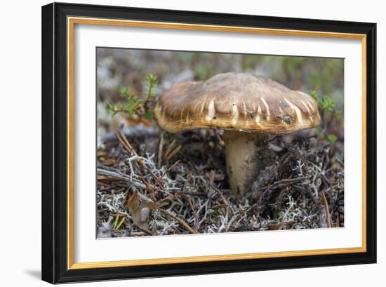 Fungi Focus - Gather-Staffan Widstrand-Framed Giclee Print