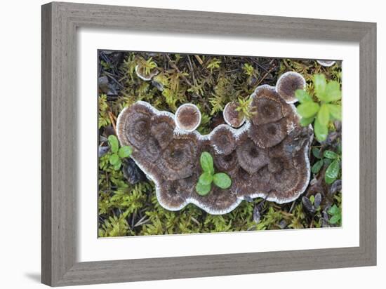 Fungi Focus - Harvest-Staffan Widstrand-Framed Giclee Print