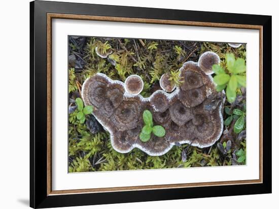 Fungi Focus - Harvest-Staffan Widstrand-Framed Giclee Print