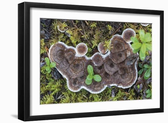 Fungi Focus - Harvest-Staffan Widstrand-Framed Giclee Print