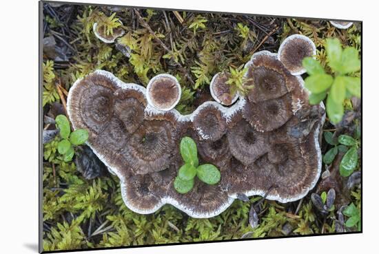 Fungi Focus - Harvest-Staffan Widstrand-Mounted Giclee Print
