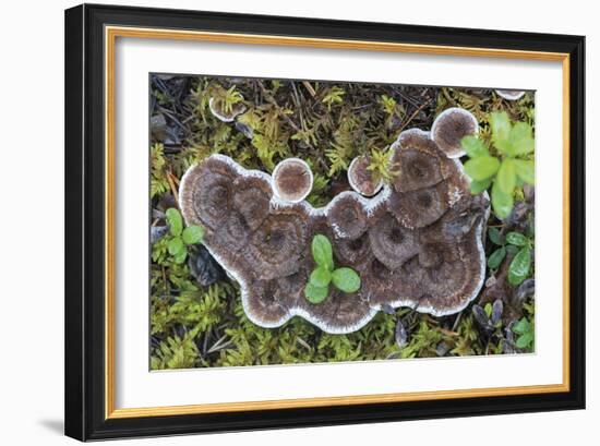 Fungi Focus - Harvest-Staffan Widstrand-Framed Giclee Print