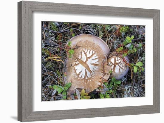 Fungi Focus - Pick-Staffan Widstrand-Framed Giclee Print