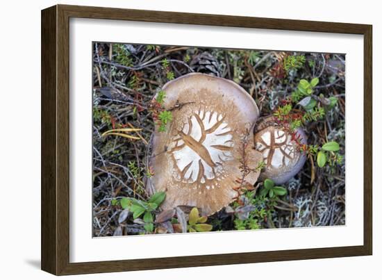 Fungi Focus - Pick-Staffan Widstrand-Framed Giclee Print