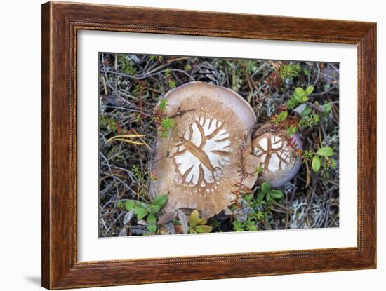 Fungi Focus - Pick-Staffan Widstrand-Framed Giclee Print