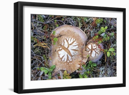 Fungi Focus - Pick-Staffan Widstrand-Framed Giclee Print