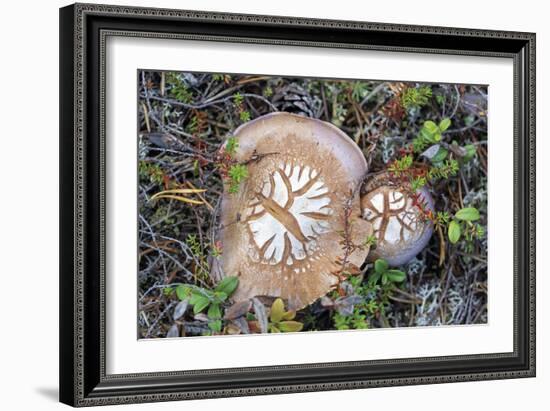 Fungi Focus - Pick-Staffan Widstrand-Framed Giclee Print