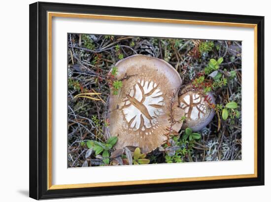 Fungi Focus - Pick-Staffan Widstrand-Framed Giclee Print