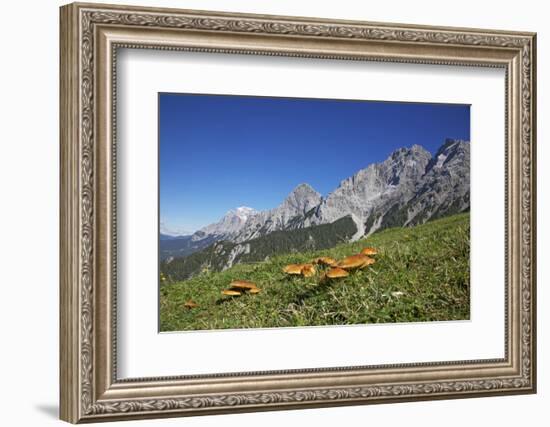 Fungi in the Grass of the Marienberg Alp Near Biberwier in Tyrol, Mountaintop-Uwe Steffens-Framed Photographic Print